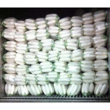 fresh white radish exporter from China